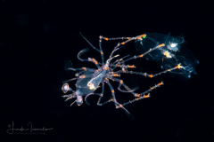 Caribbean Spiny Lobster - Palinuridae - Phyllosoma Stage Larva - with a Siphonophore