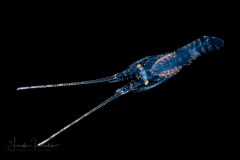 Caribbean Spiny Lobster - Palinuridae - Puerulus Stage Larva