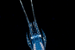 Caribbean Spiny Lobster - Palinuridae - Puerulus Stage Larva