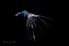 Cleaner Shrimp Zoea Larva - Lysmatidae Family ?