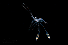 Cleaner Shrimp Zoea Larva - Lysmatidae Family - Lysmata sp.