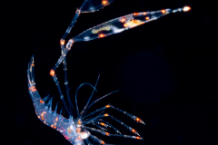 Cleaner Shrimp Zoea Larva - Lysmatidae Family -Lysmata sp.