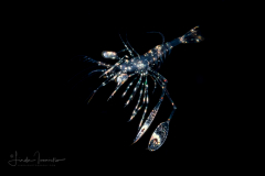 Cleaner Shrimp Zoea Larva - Lysmatidae Family - Lysmata sp.