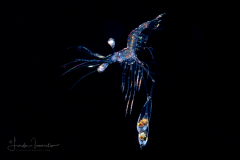 Cleaner Shrimp Zoea Larva - Lysmatidae Family -Lysmata sp.