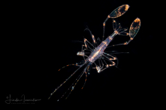 Cleaner Shrimp Zoea Larva - Lysmatidae Family - Lysmata sp.