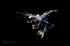 Cleaner Shrimp Zoea Larva - Lysmatidae Family - Lysmata sp.