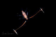 Copepod