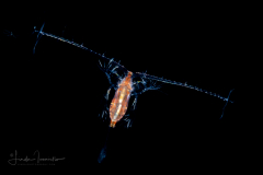 Copepod