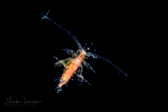 Copepod - Calanoida