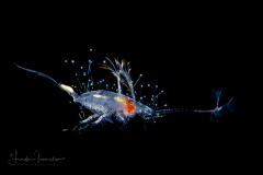 Copepod