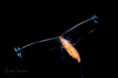 Copepod - Calanoida