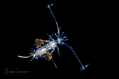 Copepod - Calanoida
