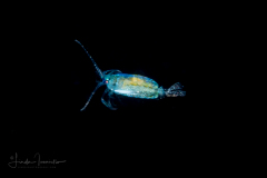 Copepod - Calanoida - Pontellidae Family - Pontella spp.