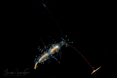 Copepod - Calanoida - Eucalanidae?