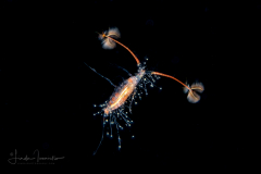 Copepod - Calanoida - Eucalanidae?