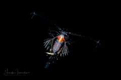 Copepod - Calanoida - Eucalanidae?