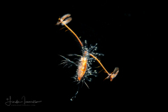 Copepod - Calanoida - Eucalanidae