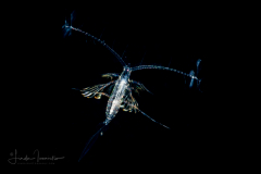 Copepod - Calanoida - Eucalanidae?