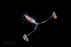 Copepod - Calanoida - Eucalanidae family - Possibly cf. Eucalanus sp.