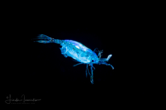 Copepod - Calanoida - Pontellidae Family - Pontella spp.
