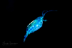 Copepod - Calanoida - Pontellidae Family - Pontella spp.
