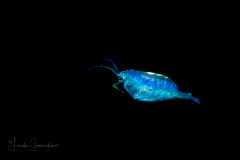 Copepod - Calanoida - Pontellidae Family - Pontella spp.