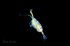 Copepod - Calanoida - Pontellidae Family - Pontella spp. - Male