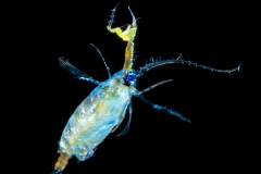Copepod - Calanoida - Pontellidae Family - Pontella spp. - Male