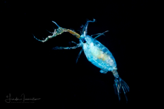 Copepod - Calanoida - Pontellidae Family - Pontella spp. - Male
