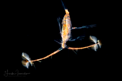 Copepod - Eucalanidae Family - Female