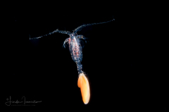 Copepod - Euchaeta sp. ? - With a Parasite