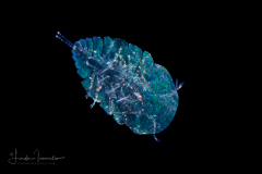 Copepod - Sapphirinidae - Copilia - Male