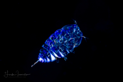 Copepod - Sapphirinidae - Copilia - Male