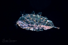 Copepod - Sapphirinidae - Copilia - Male