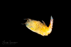 Copepod - Sapphirinidae - Male