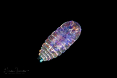 Copepod - Sapphirinidae - Sapphirina