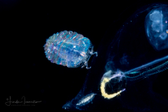 Copepod - Sapphirinidae - Sapphirina