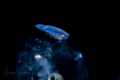 Copepod - Sapphirinidae - Sapphirina