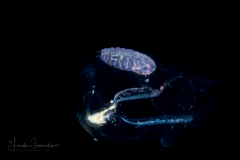 Copepod - Sapphirinidae - Sapphirina - Female