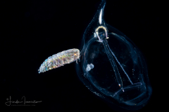Copepod - Sapphirinidae - Sapphirina - on a Planktonic Tunicate - Salp