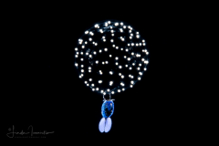 Copepod - Sapphirinidae - Sapphirina - on a Radiolarian - with Eggs