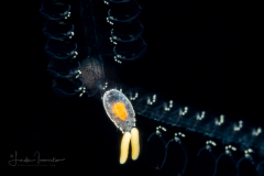 Copepod and Eggs on a Doliolid