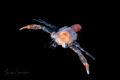 Crab Megalopa