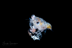 Crab Megalopa