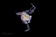 Crab Megalopa