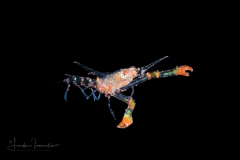 Crab Megalopa