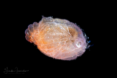 Crab Megalopa Larva