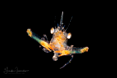 Crab Megalopa Larva