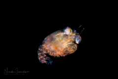 Crab Megalopa Larva
