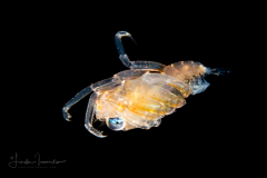 Crab Megalopa Larva